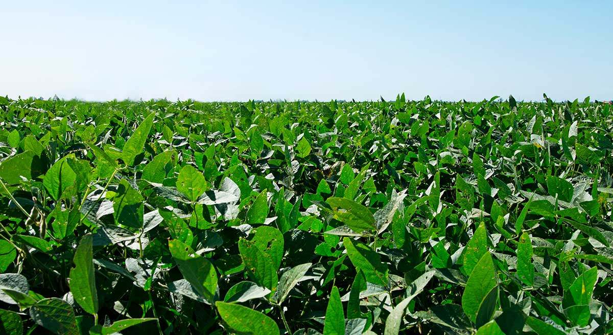 cultivo de soja en argentina