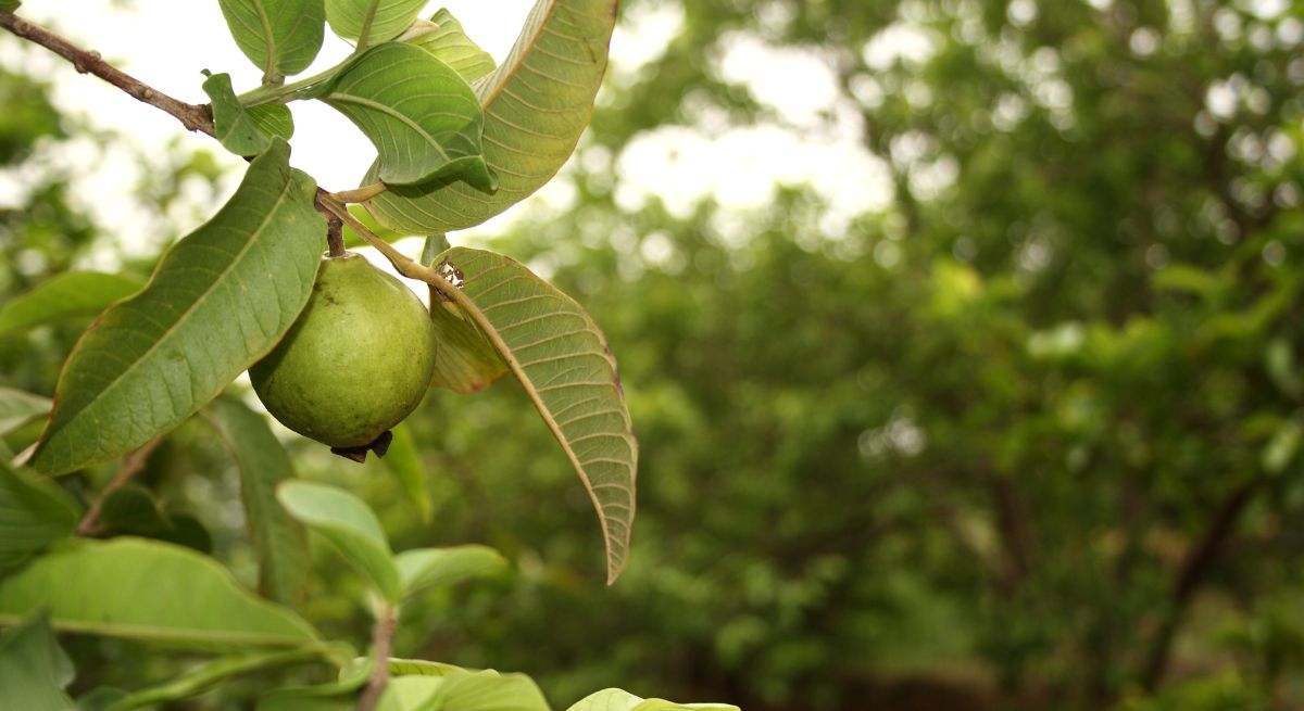 El guayabo produce guayabas