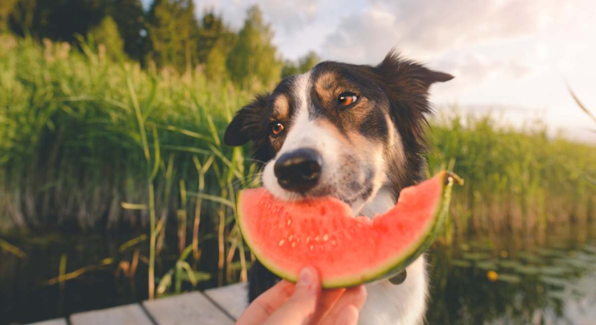 Un perro come un trozo de sandía. / Foto: iStock