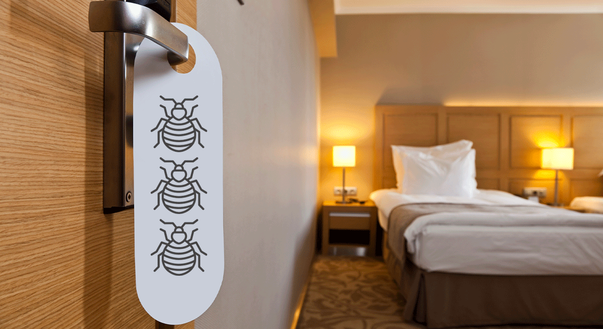 Las chinches se apoderan de los hoteles de París: