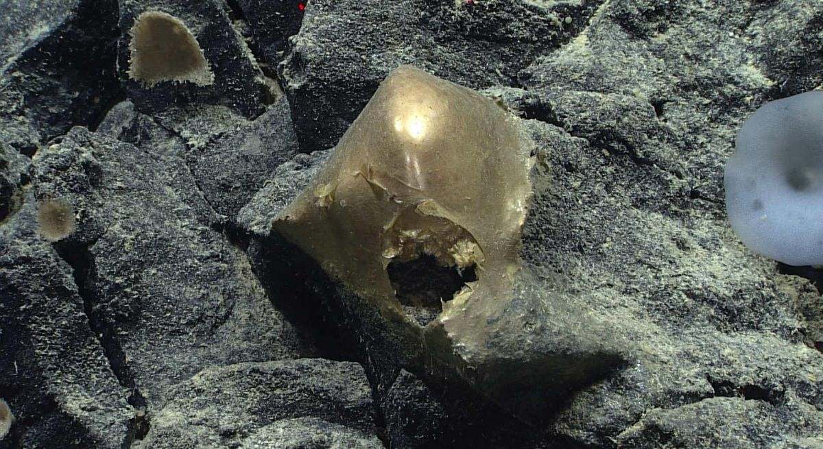 huevo-dorado-oceano-efe.jpg