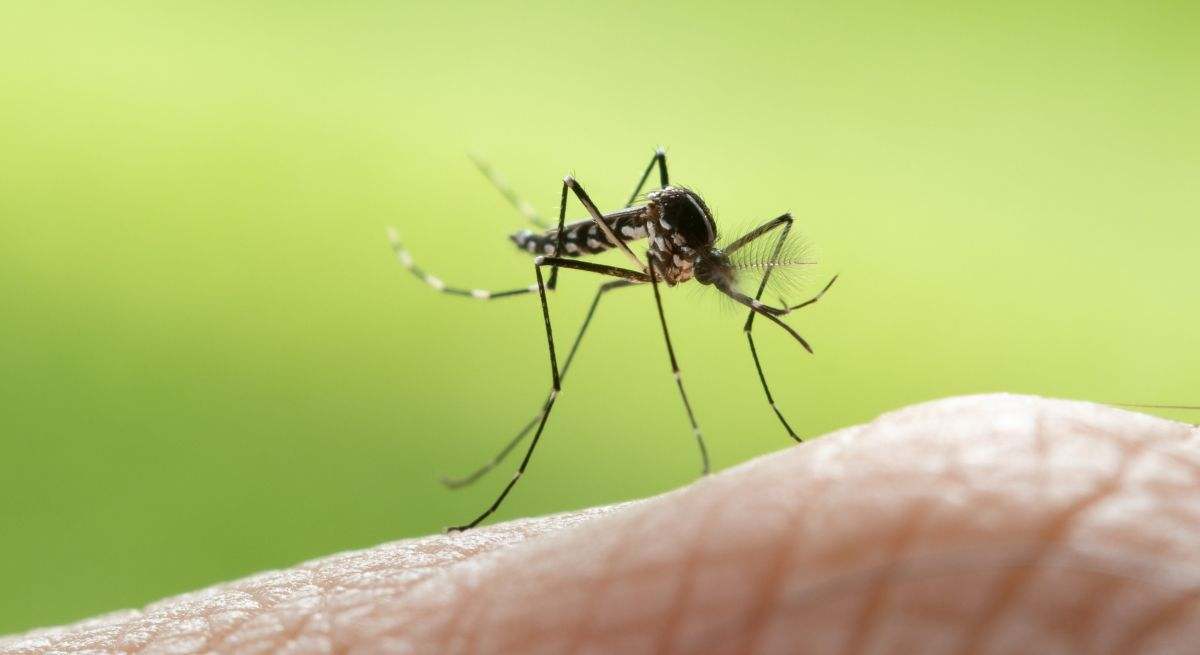 El truco de la abuela definitivo para eliminar tanto a mosquitos como moscas en verano