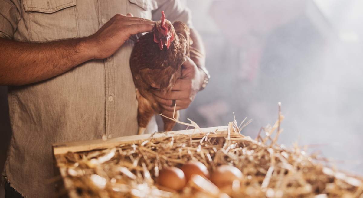 gallina-huevos-dreamstime.jpg
