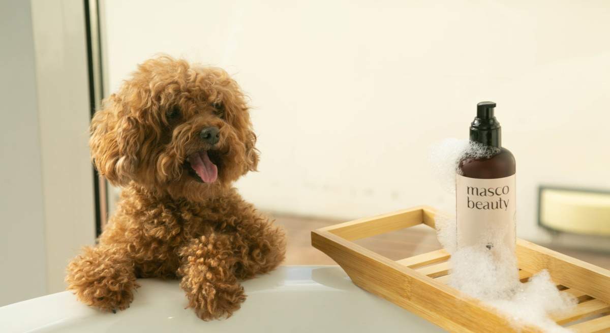 productos-perros-1200.jpg
