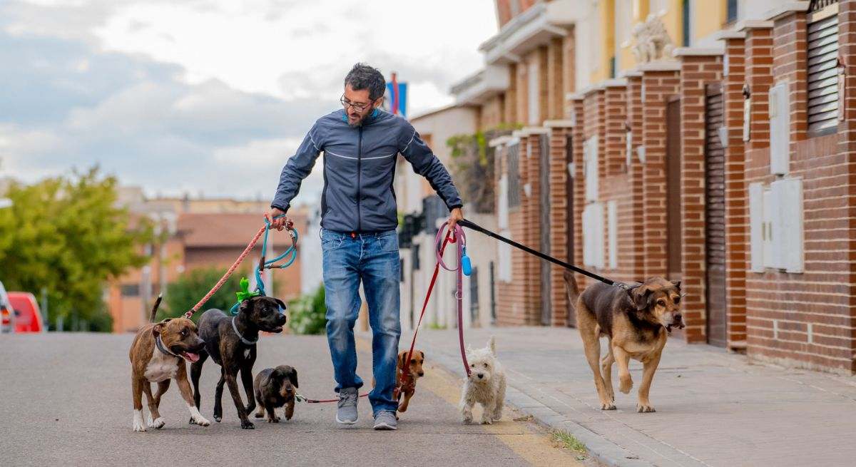 perro-paseo-istock.jpg