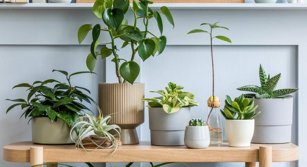 plantas.jpg