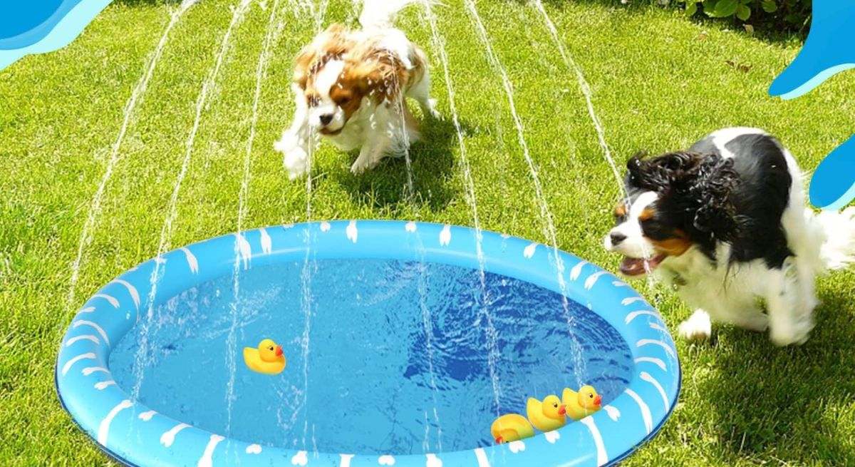 La mejor piscina para perros con descuento