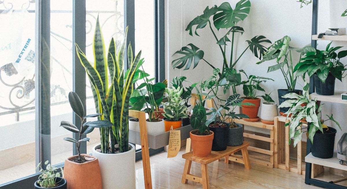 Plantas de interior