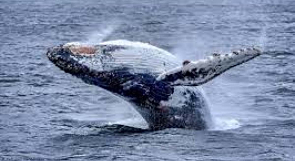 Una ballena en aguas chilenas