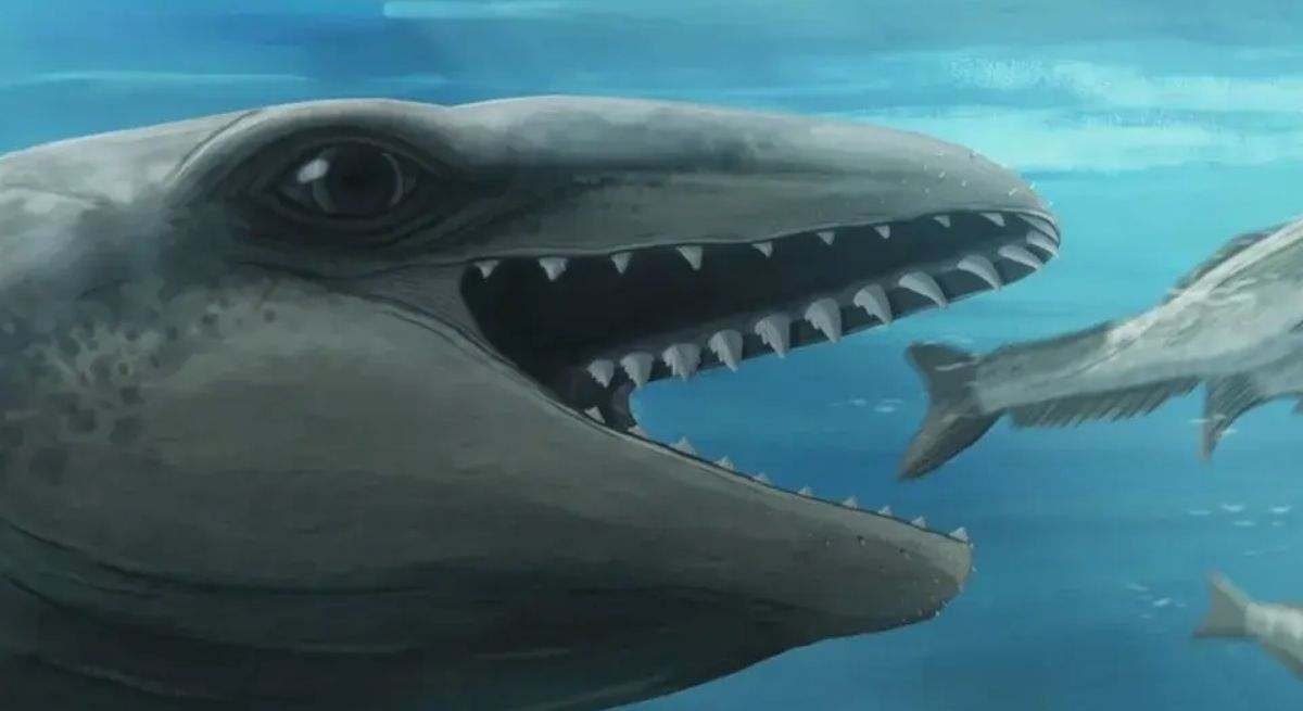 Janjucetus dullardi