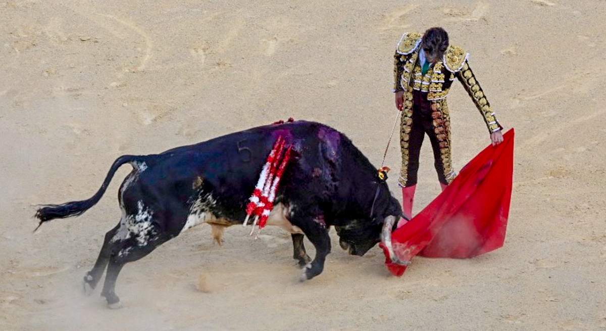 toros