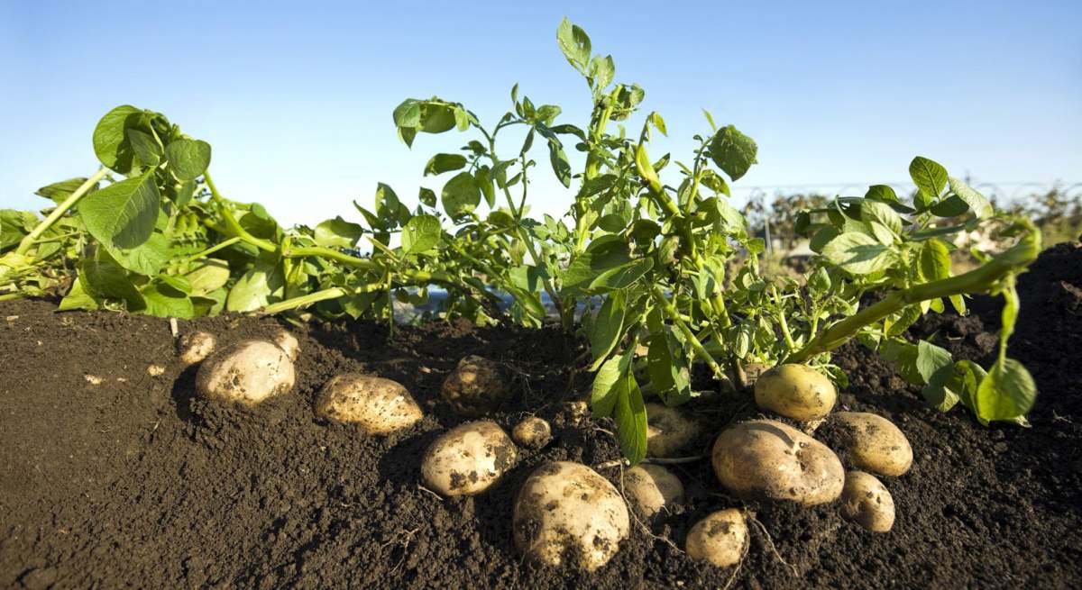 PAtatas