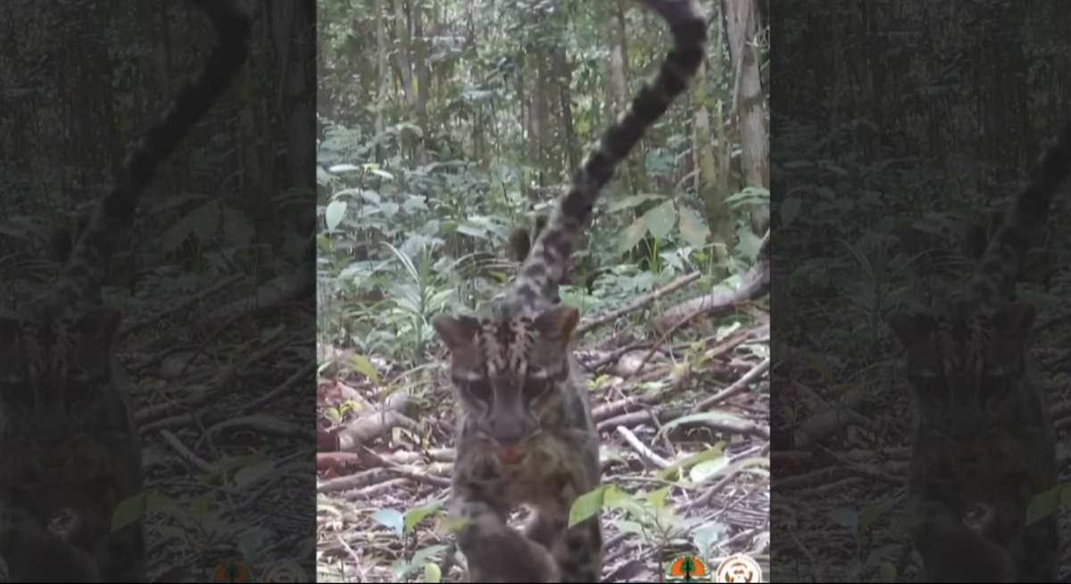 Leopardo nublado