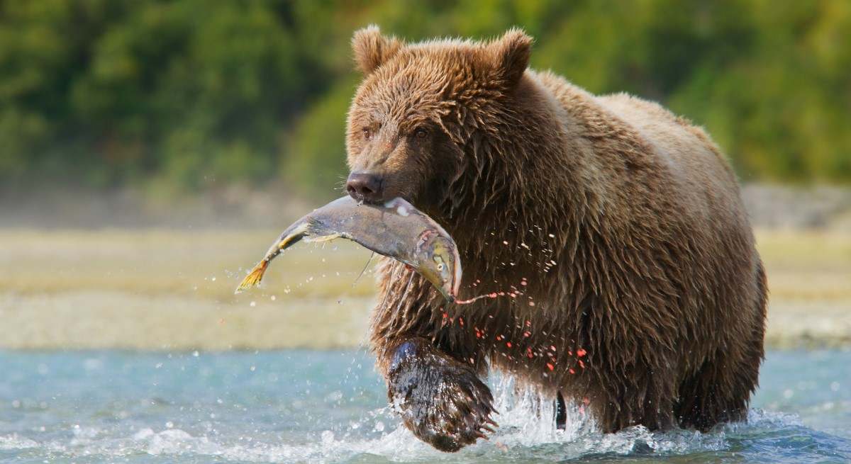 Oso-bajistas.jpg