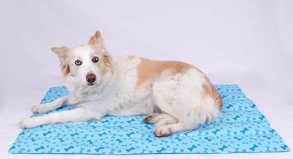 alfombra refrescante para perros de Smell & Smile