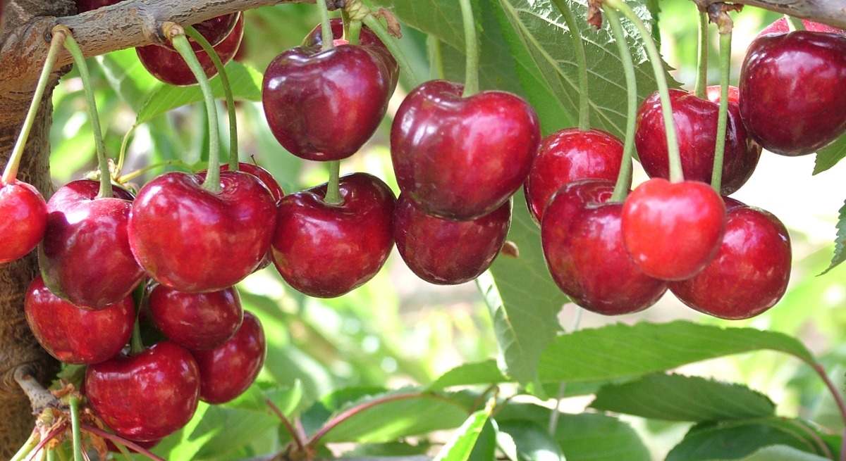 cereza
