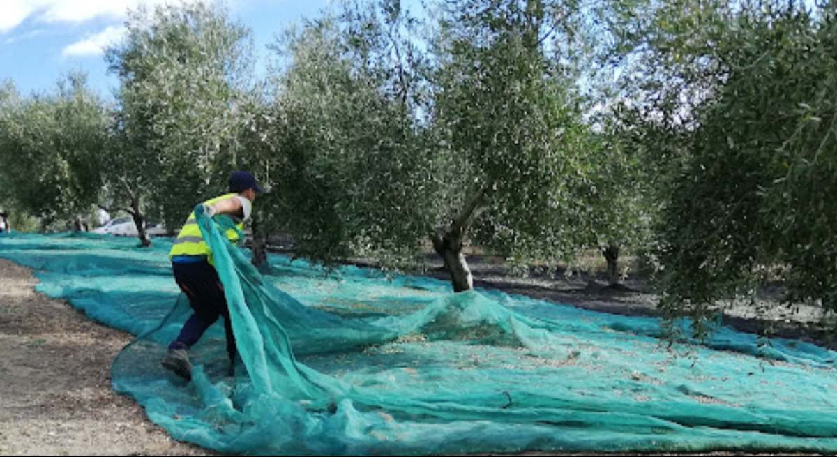 Recogida de aceituna con mantones.