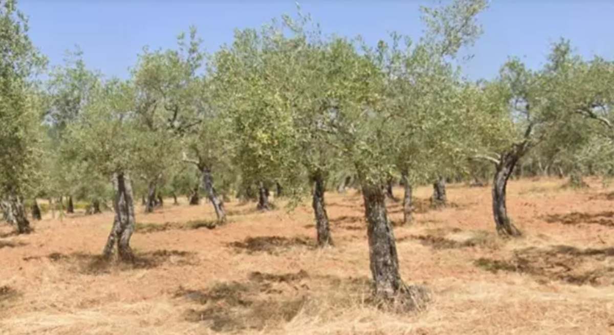 Un olivar / Europa Press