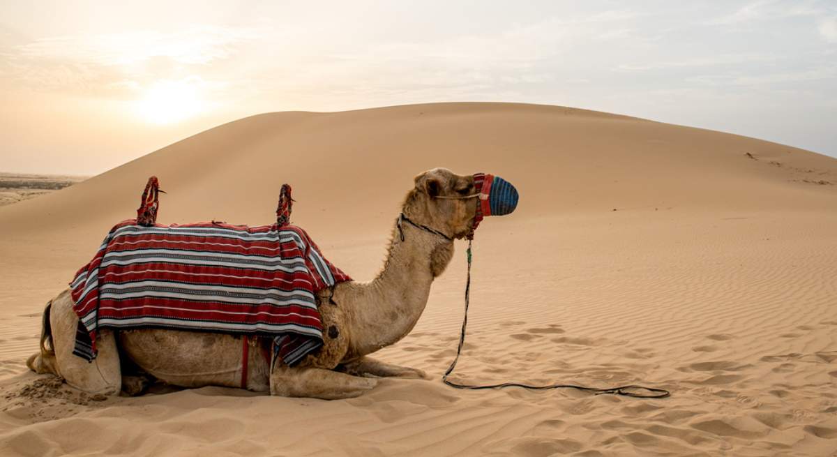 camello-desierto.jpg