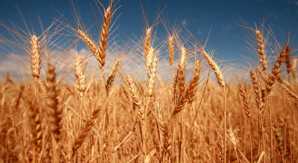 Un campo de trigo