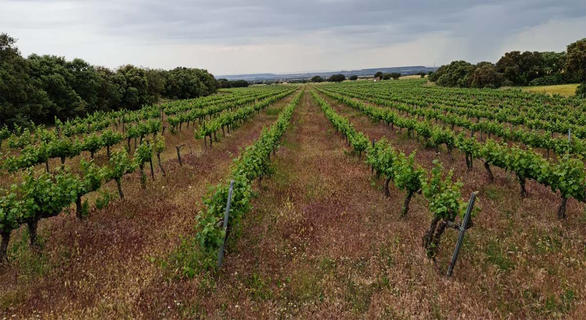 bodega conzieto