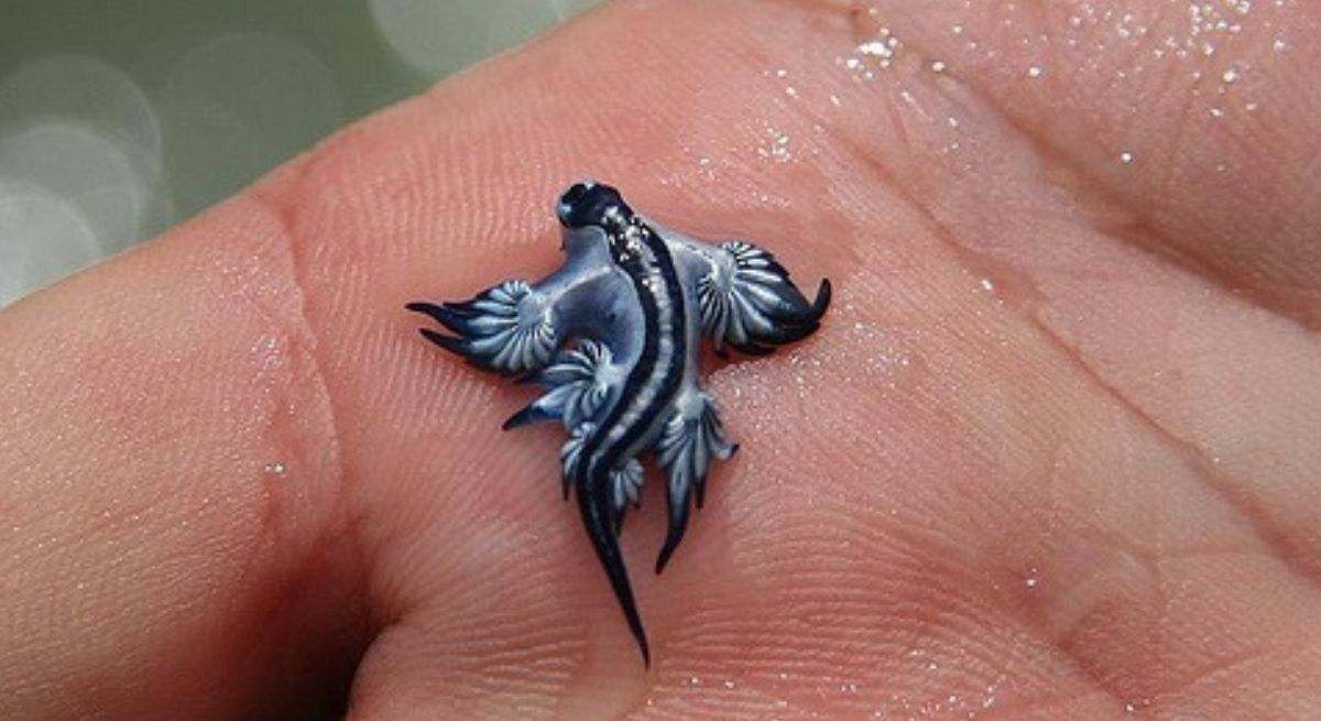 Dragón azul