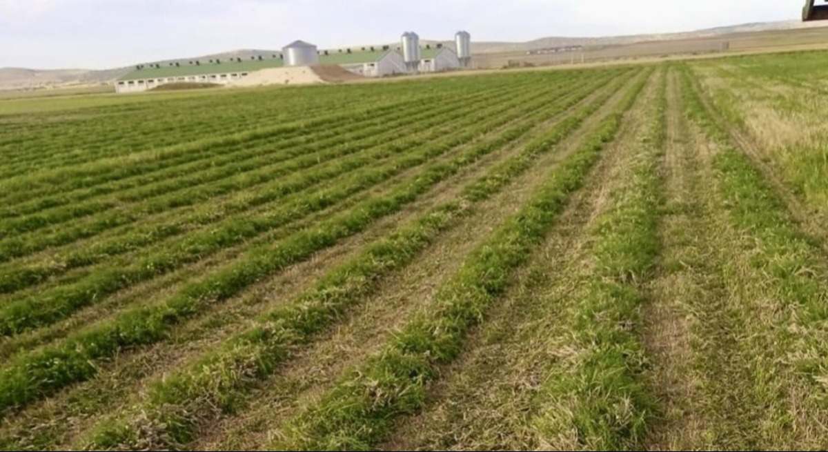 agricultura