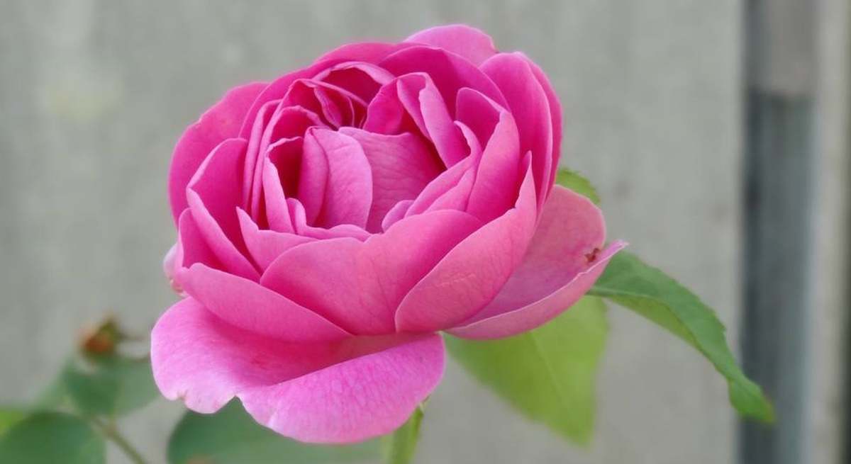 ROSA NARCEA
