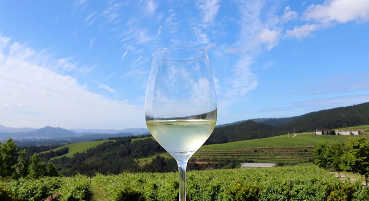 Copa de vino Albariño con los viñedos de fondo.
