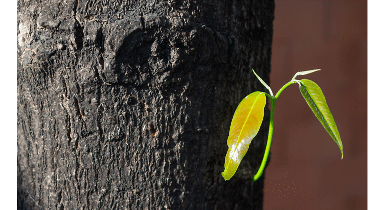 hoja-verde-istock-1200.gif