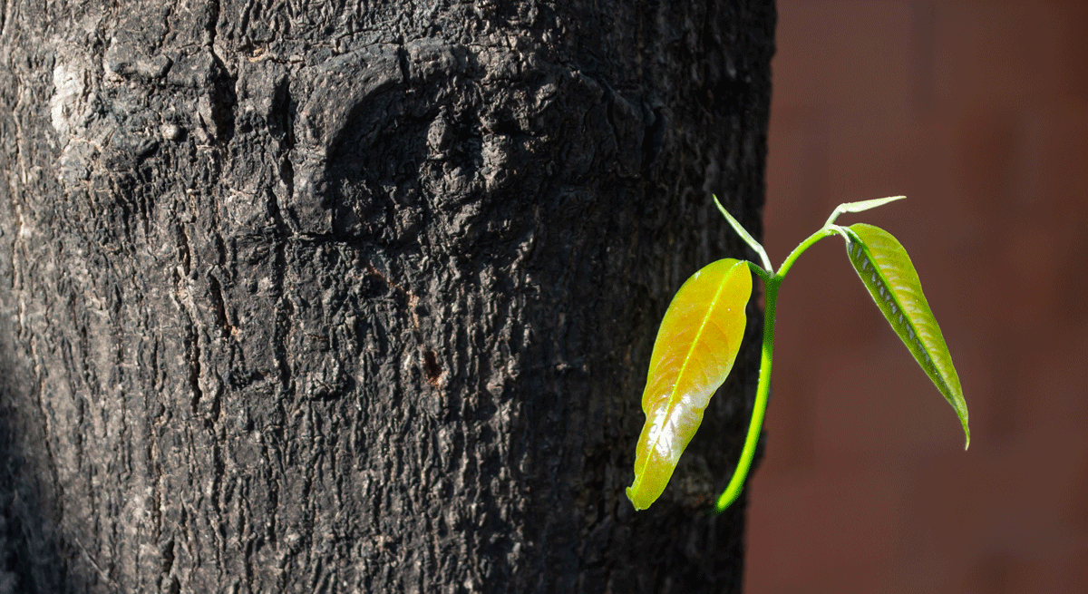 hoja-verde-istock-1200.gif