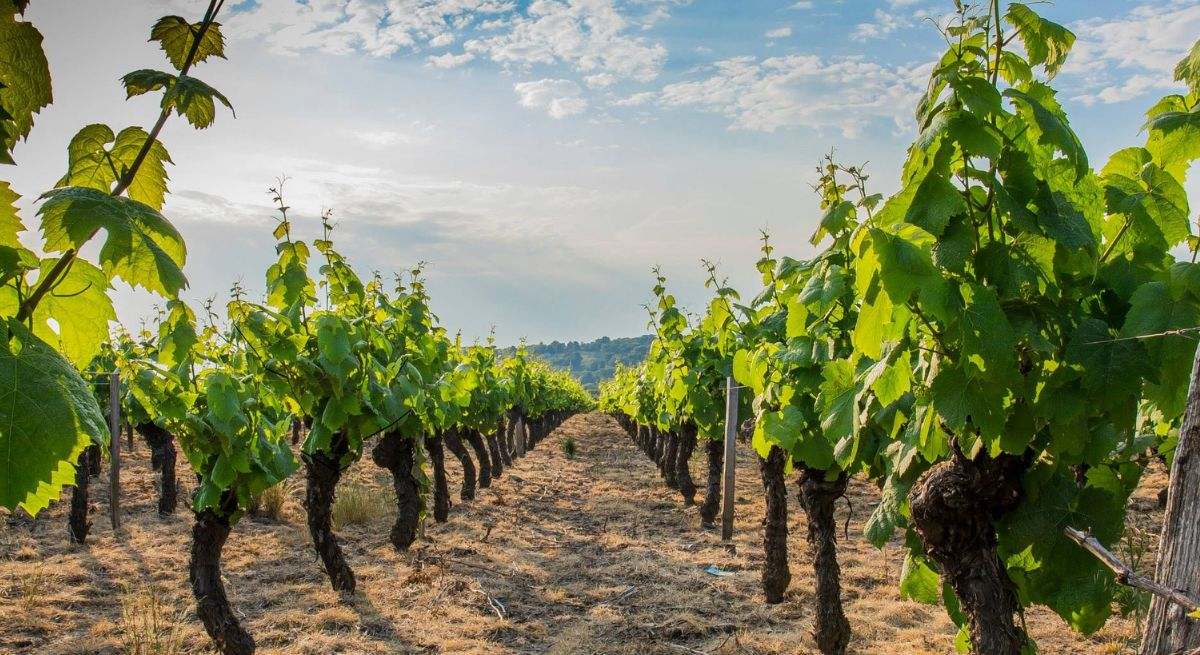 Plantación en el desierto (Getty)