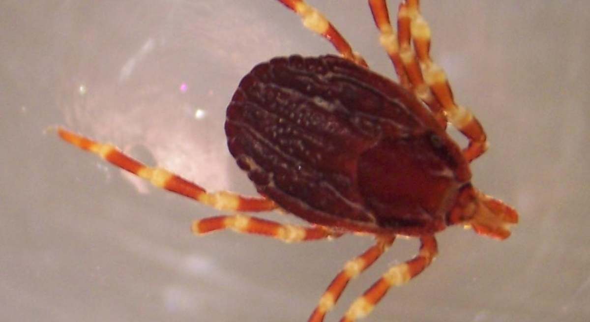 Ejemplar de Hyalomma marginatum. / Adam Cuerden (Wikipedia)