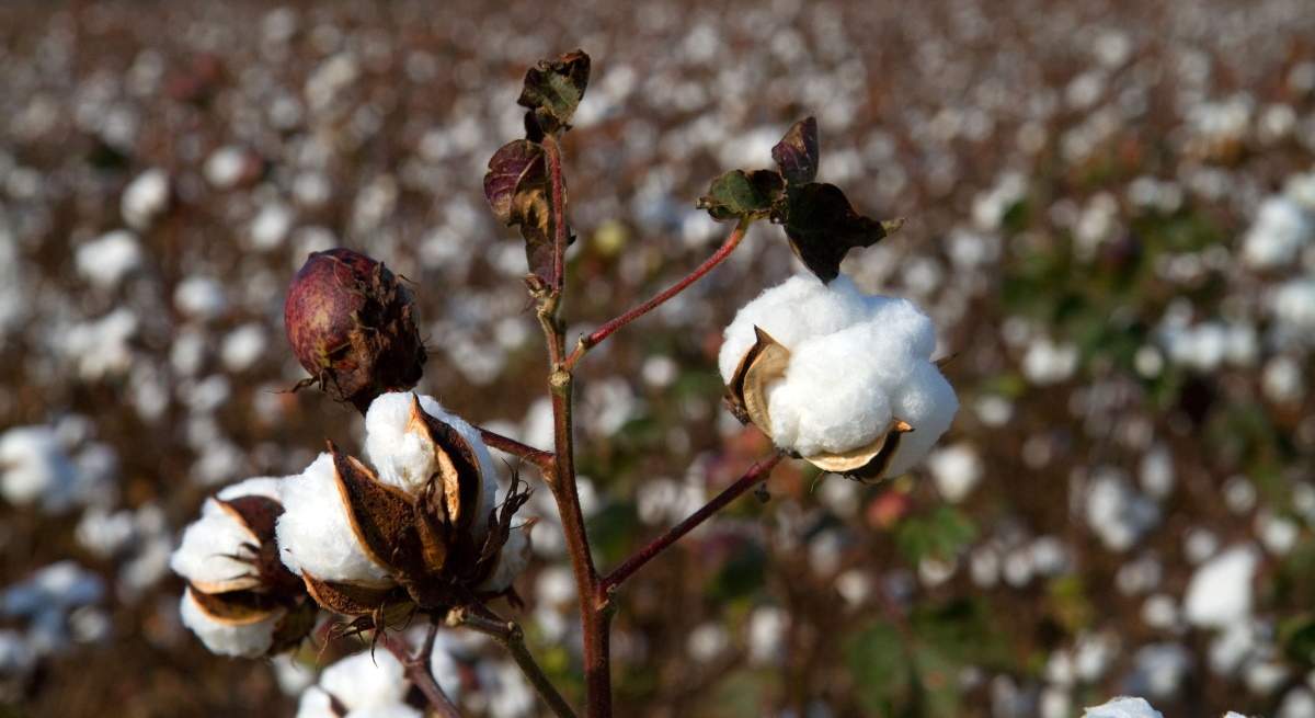 algodon-campo-alamy.jpg