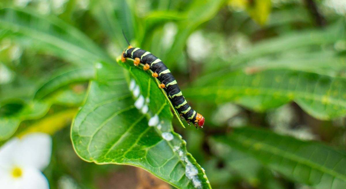 Oruga en una planta