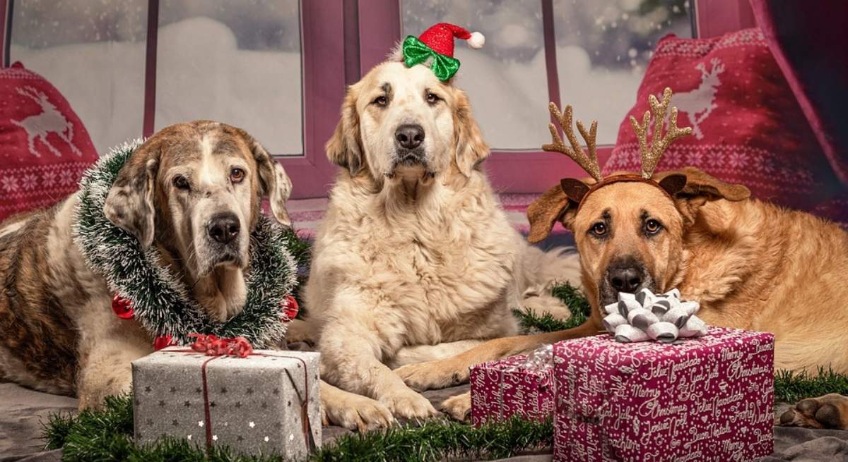 perros-regalos.jpg
