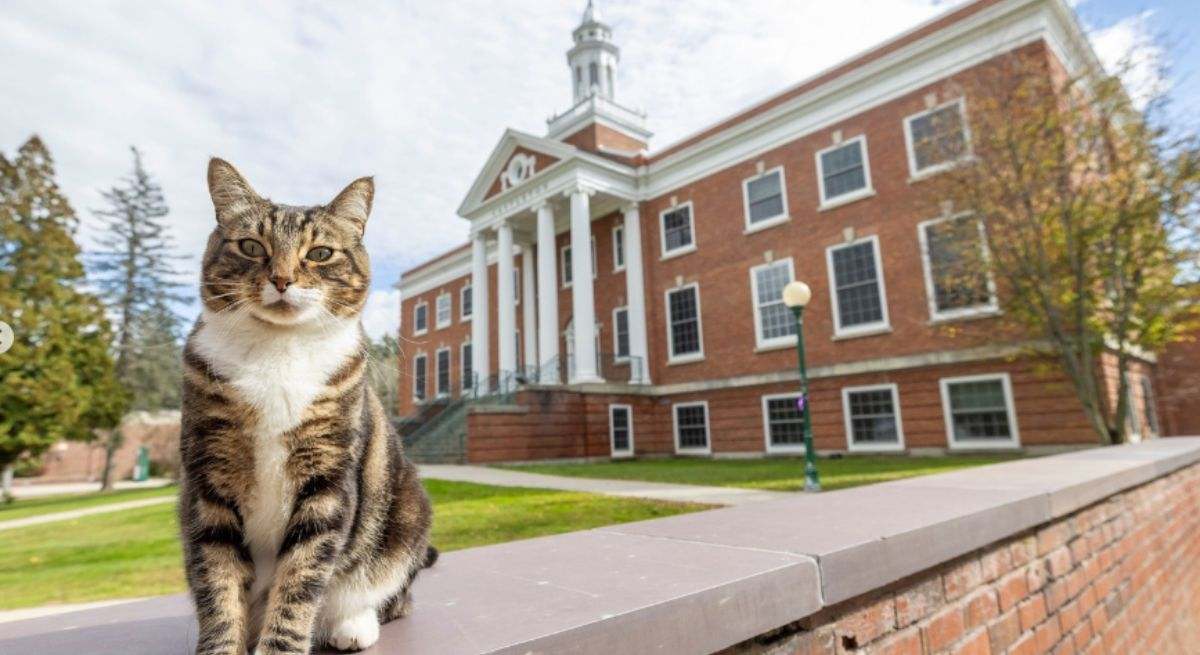 Max Dow, el gato que ha sido galardonado con el título honorífico de la Universidad de Vermont. / Foto: Instagram - Vermontstateuniversity