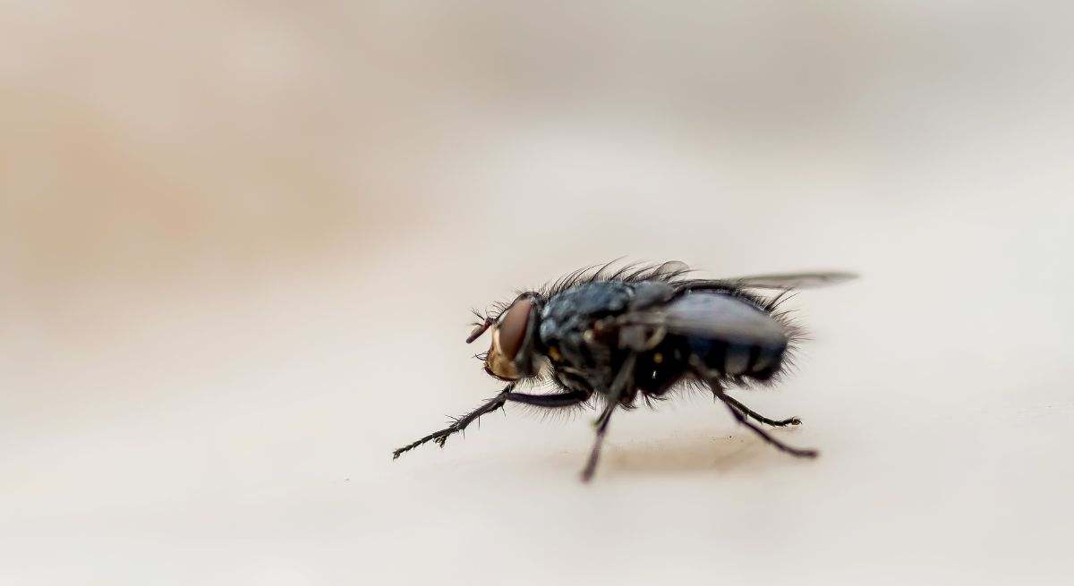 Una mosca 'posa' ante la cámara