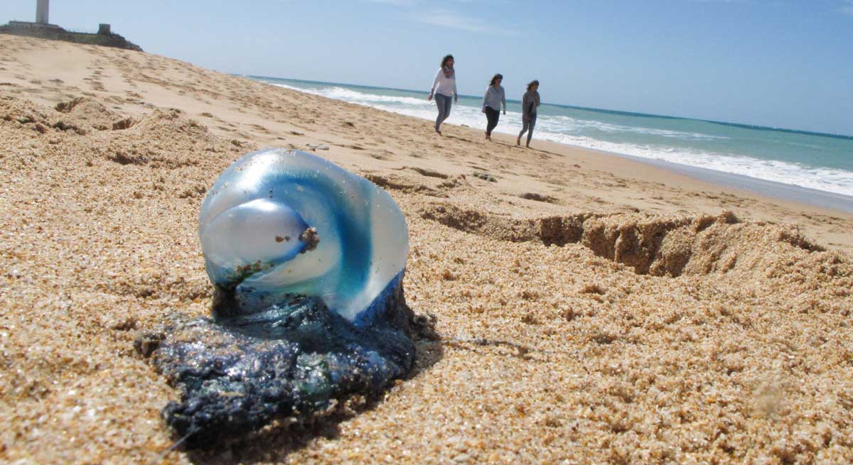 EuropaPress_1571527_aparecen_varadas_medusas_peligrosa_especia_carabelas_portuguesas_litoral.jpg