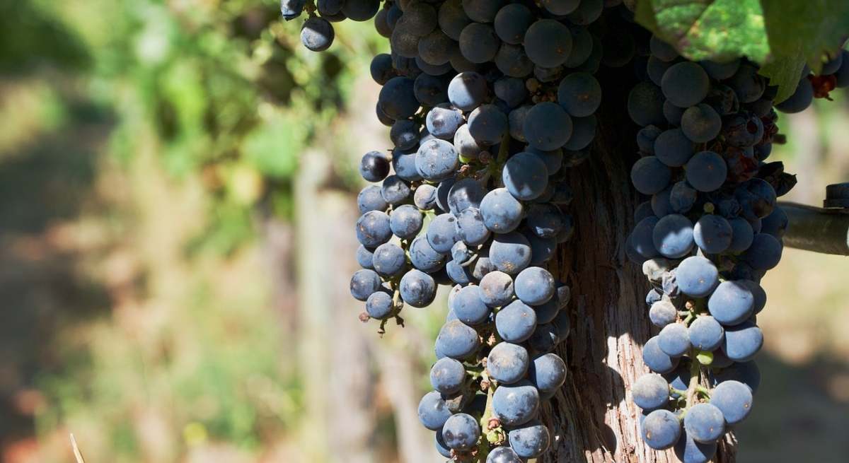 vinedos-1.jpg