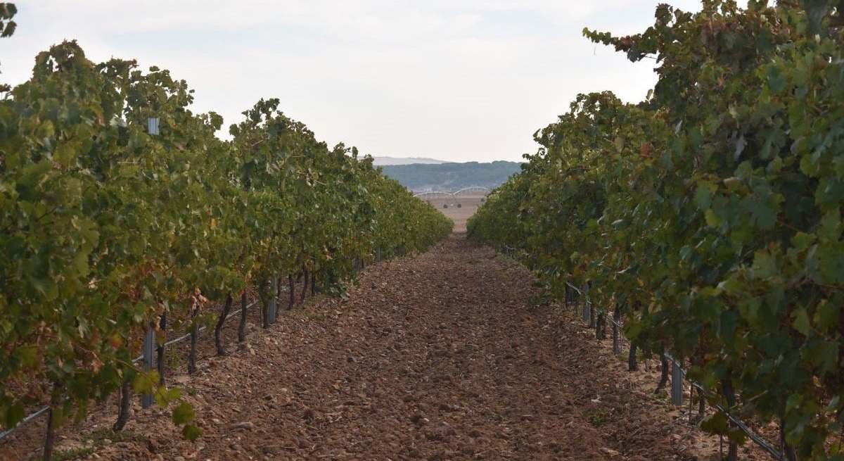 Viñedo en la DO Rueda