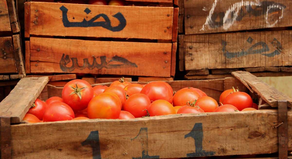 Caja de tomates de Marruecos