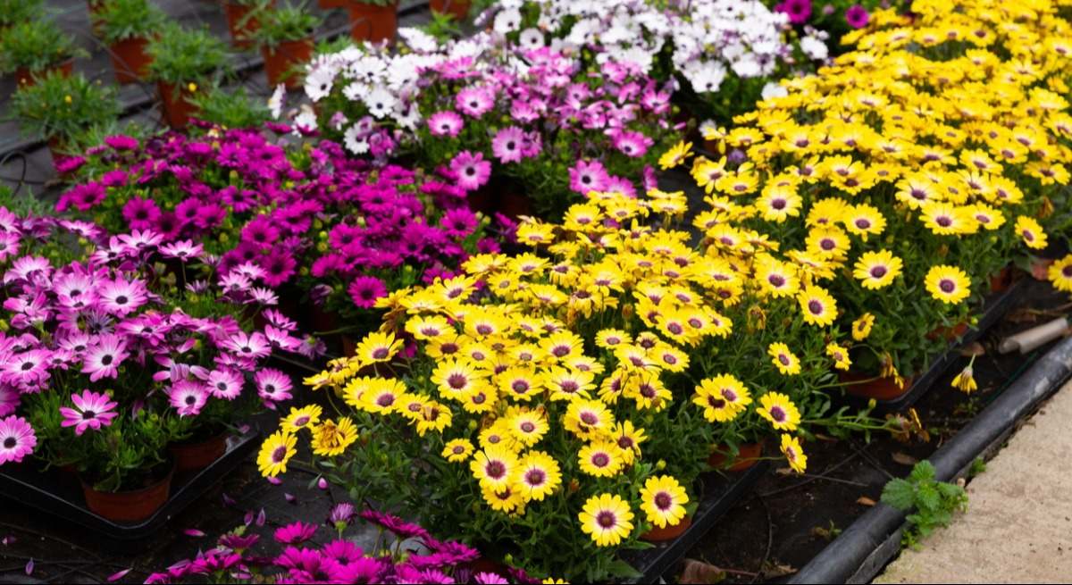 flores