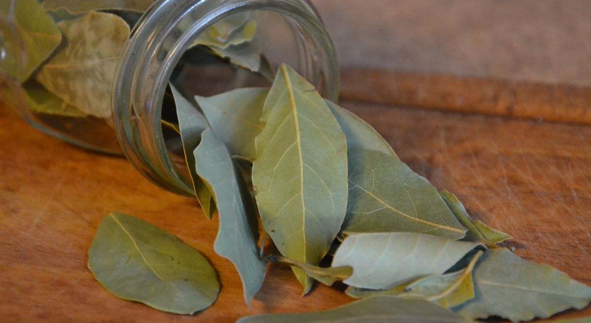 Hojas de laurel