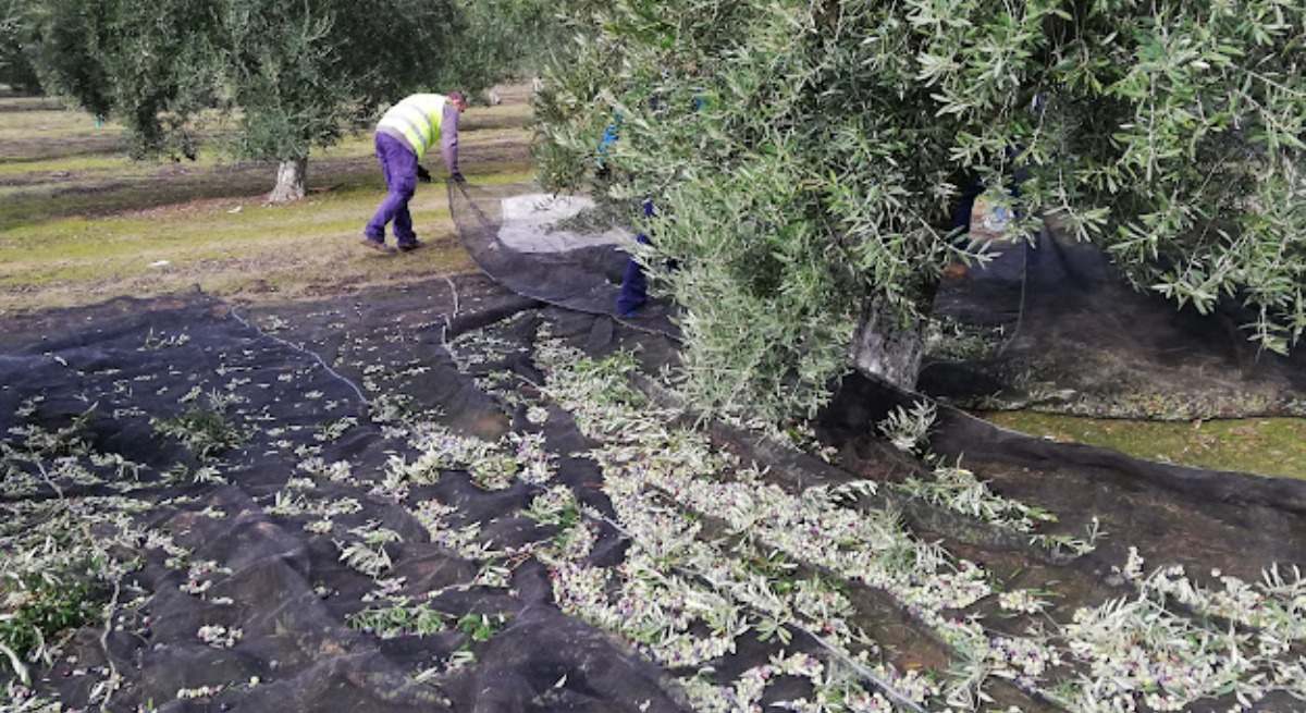 Recolección de la aceituna en una finca de Jaén.