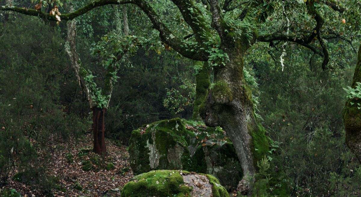 Profundidades del bosque