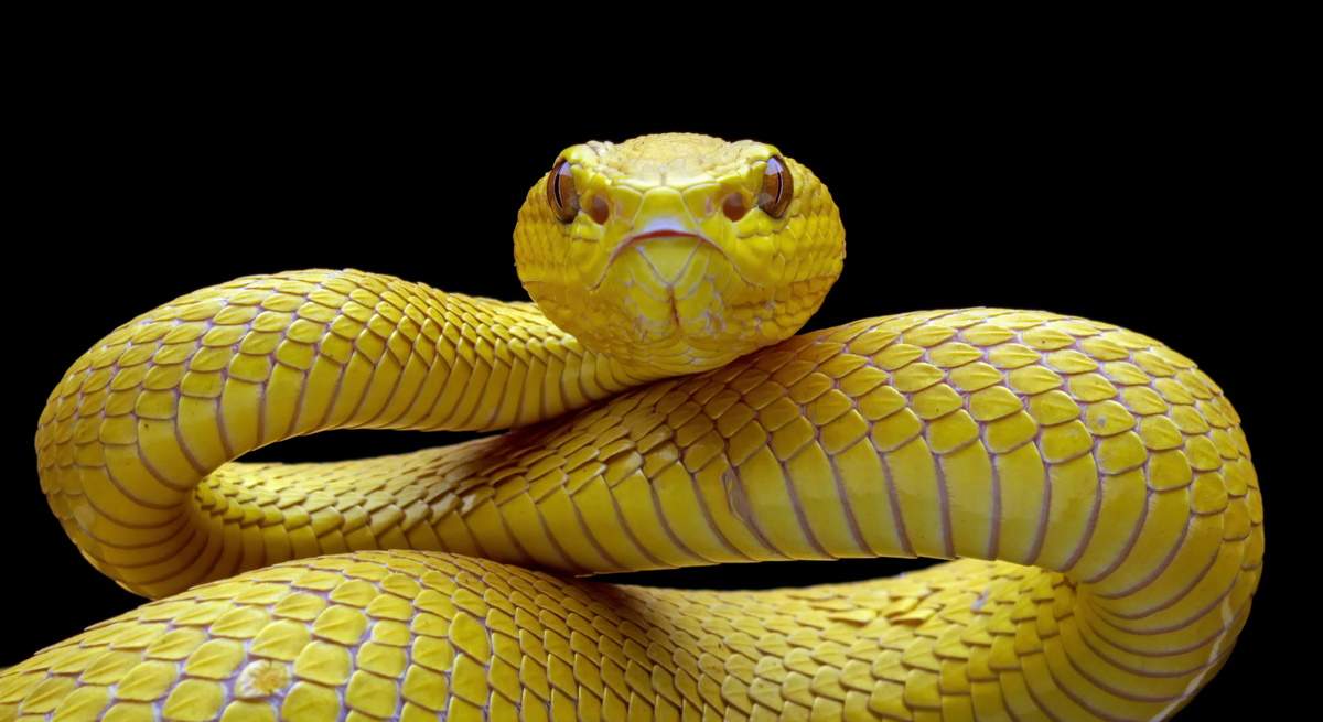serpiente-veneno.jpg