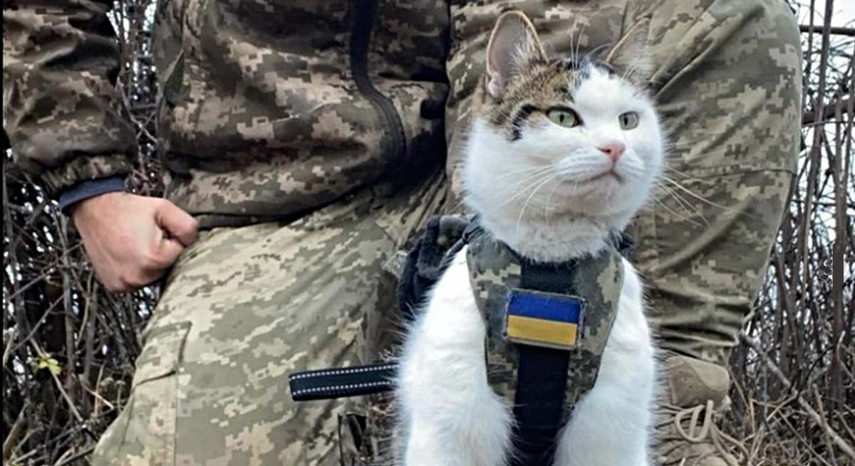 Un gato ataviado con la bandera de Ucrania en el frente de guerra