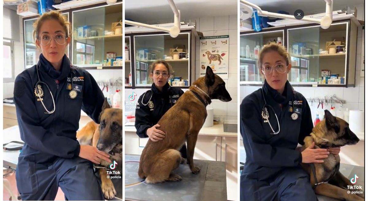 Agente de Policía y veterinaria advierte sobre la oruga procesionaria. / Foto: X - @policia