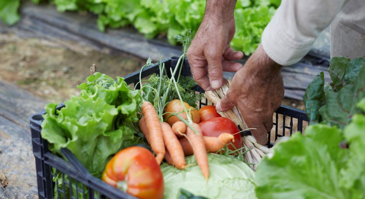 Verduras